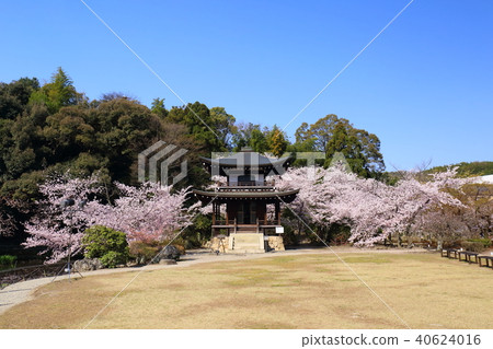 Kyoto Spring Kanshuji Kannon Hall 40624016