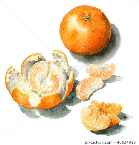Summer oranges painted in watercolor 40624019
