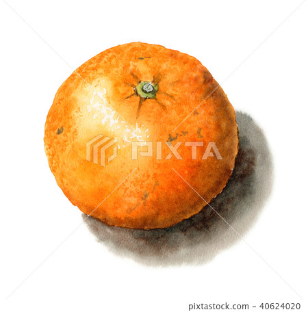 Summer oranges painted in watercolor 40624020