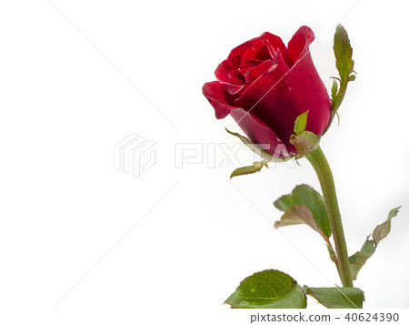 rose flower with green leaves. 40624390