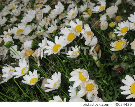 花雨濕了 40624429