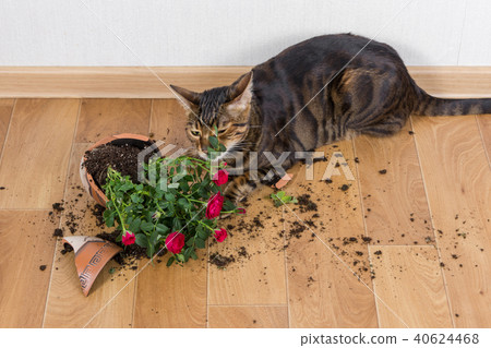 Cat breed toyger dropped and broke flower pot Cat breed toyger dropped and broke flower pot 40624468