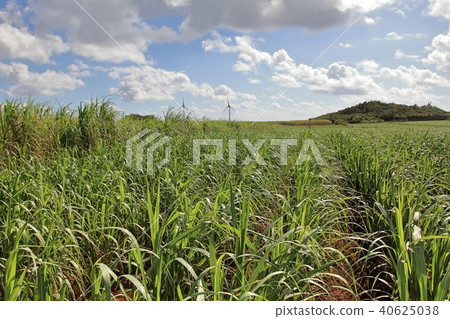 Sugar Cane field in Miyakojima 40625038