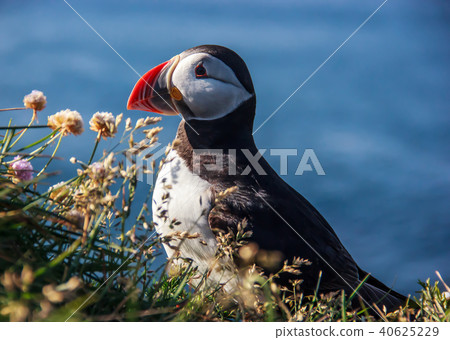 puffin and flower, Latrabjarg, Westfjords, Iceland 40625229