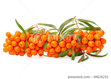 abundance big twig of sea buckthorn berries abundance big twig of sea buckthorn berries 40626291