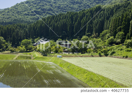Paddy and Sugiyama Paddy and Sugiyama 40627735