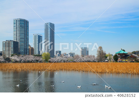 Shinozu Pond and Benzaiten of Ueno in full bloom Shinozu Pond and Benzaiten of Ueno in full bloom 40628152