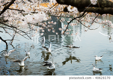 Shinobu池塘和上野櫻花的鷗盛開 40628170