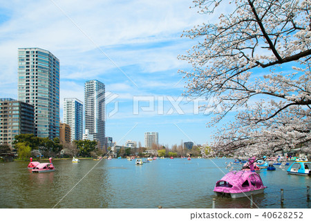 Shinobu池塘和休閒船在上野，盛開的佐倉 40628252