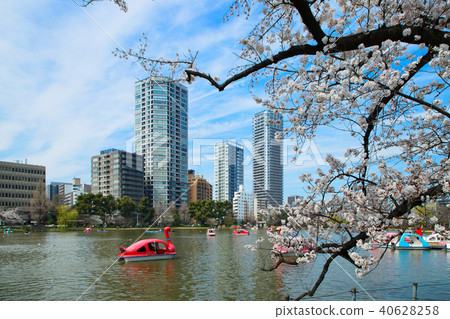 Shinobu池塘和休閒船在上野，盛開的佐倉 40628258