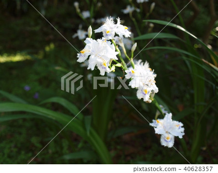 白花園 40628357