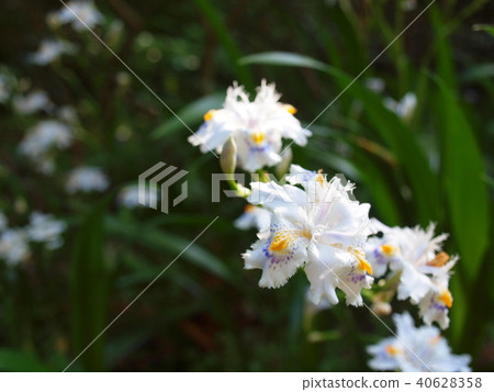開花在一邊的花園 開花在一邊的花園 40628358