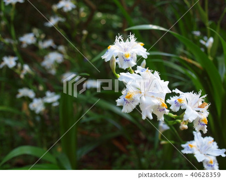 優雅的花園 優雅的花園 40628359
