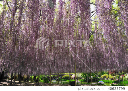 April Ashikaga 27, Onagato & Ashikaga Flower Park April Ashikaga 27, Onagato & Ashikaga Flower Park 40628799