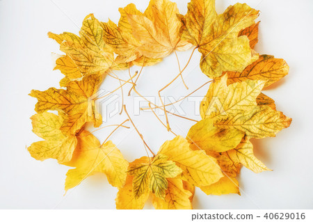 yellow autumn leaves on a white background yellow autumn leaves on a white background 40629016