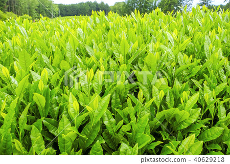 新茶 新茶 40629218
