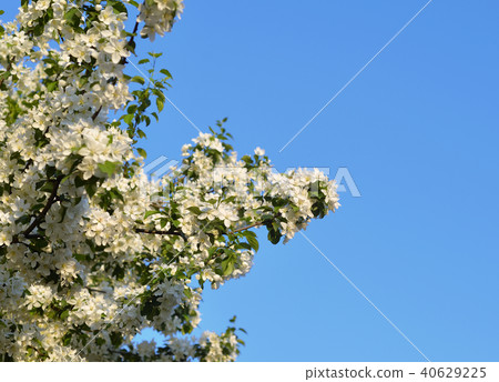 Blossoming apple tree. 40629225