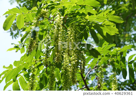 Sinna Sawagurumi 40629361