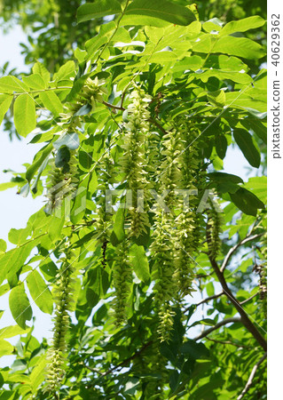 Sinna Sawagurumi 40629362