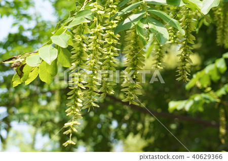 Sinna Sawagurumi 40629366