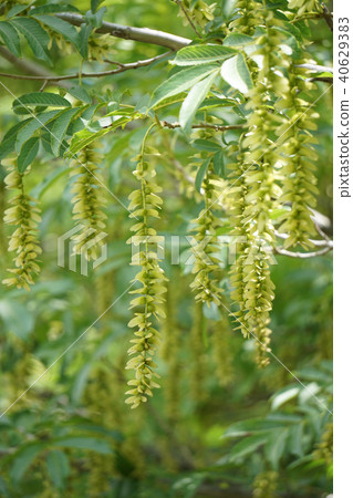 Sinna Sawagurumi 40629383