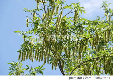 Sinna Sawagurumi 40629384