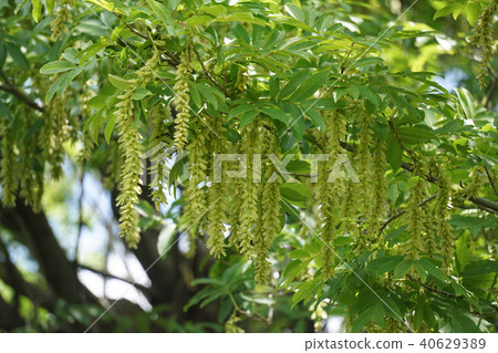 Sinna Sawagurumi 40629389