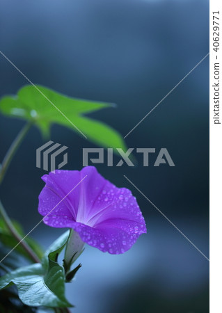 Morning glory Morning glory 40629771