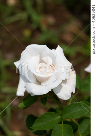 白玫瑰花 40629841