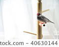 Birds and the morning sun 40630144