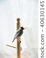Hand riding sparrow 40630145