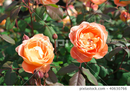 David · Austin · Rosise Rose Garden David · Austin · Rosise Rose Garden 40630766