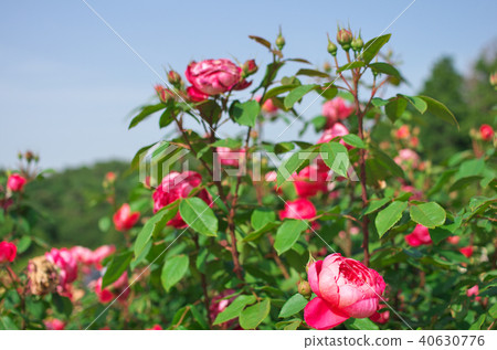 大衛·奧斯汀·羅西斯玫瑰園 大衛·奧斯汀·羅西斯玫瑰園 40630776