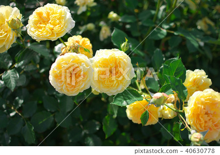 大衛·奧斯汀·羅西斯玫瑰園 大衛·奧斯汀·羅西斯玫瑰園 40630778