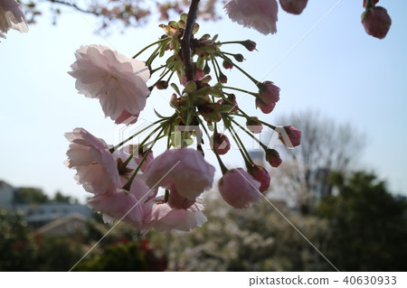 Cherry Blossoms	 40630933