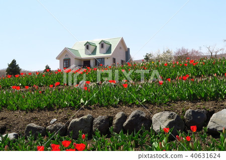 Tulip garden at the foot of Mt. Fuji Tulip tulip field 40631624