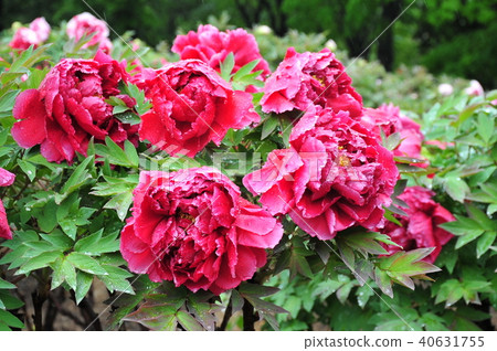 Peony blooming in the rain Peony of red petals Peony single flower Raining Peony 40631755