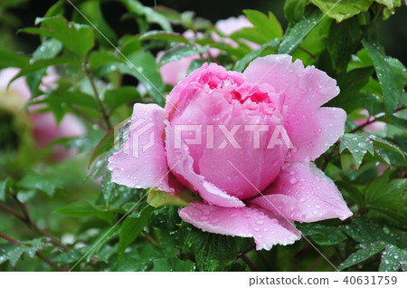 Peony blooming in the rain Pink peony blooming in the rain 40631759