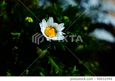 Chrisanmaem White Flower Chrisanmaem White Flower 40632048