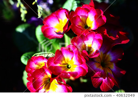 Primula Poliansa flowers 40632049