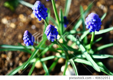 Muscari flowers Muscari flowers 40632051