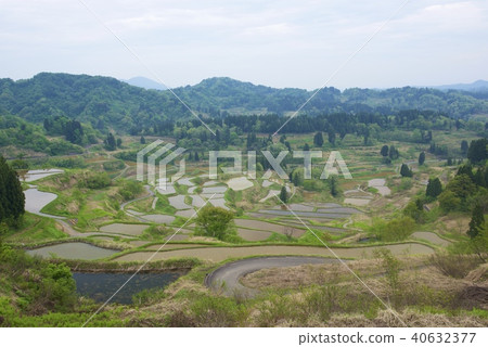 Rice terraces (golden week) in Tokamachi city, Niigata prefecture 40632377
