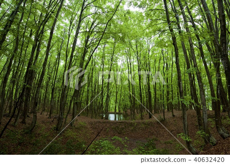 Rainy beauty forest (Golden Week) in Tokamachi City, Niigata Prefecture 40632420