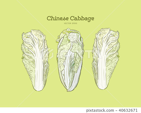 Hand drawn sketch chinese cabbages set. 40632671