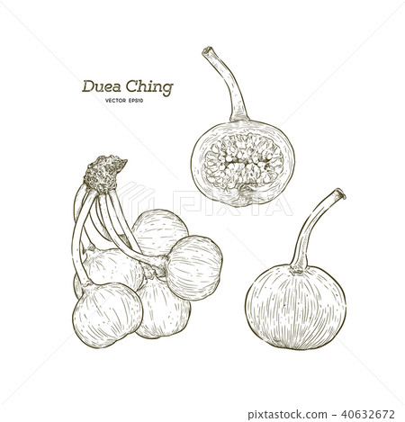 Ficus botryocarpa Miq. Duea ching Hand draw sketch 40632672