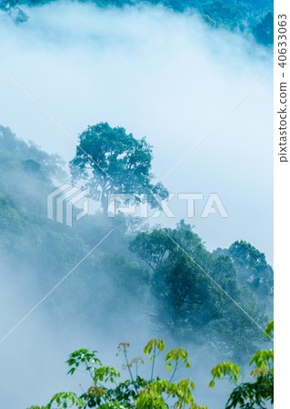 fog cover the trees in the Phang Nga valley fog cover the trees in the Phang Nga valley 40633063