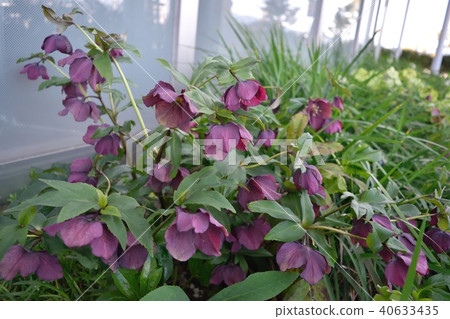Christmas rose 40633435