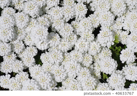 伊比利斯（Candy Taft） 40633767