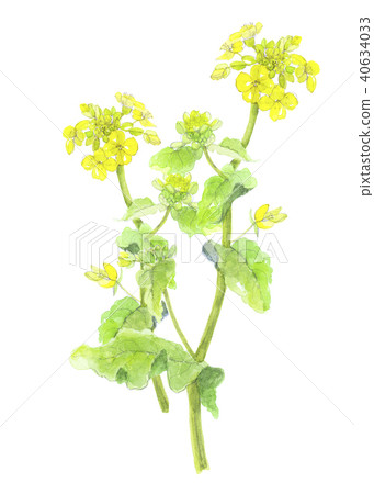 強姦開花 強姦開花 40634033