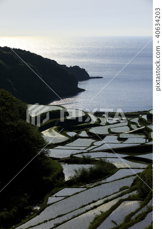Hamanoura的水稻梯田 Hamanoura的水稻梯田 40634203